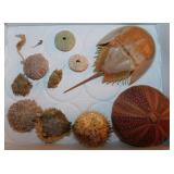 Taxidermy porcupine pufferfish & cowfish -