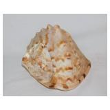 Large horned helmet conch seashell shell, 5.5"