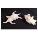 Large Chiragra spider conch seashell, 8" long -