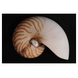Bisected tiger nautilus seashell shell, 6" diam.