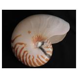 Large tiger nautilus seashell shell, 7" diam.