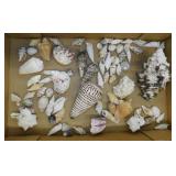 Seashells: Leopard Cone - Knobby Cerithiums -
