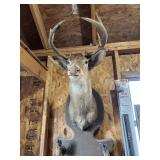 9 Point Deer Head Mount Custom Shotgun Holder