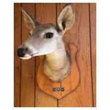 Taxidermy and mounted deer bust