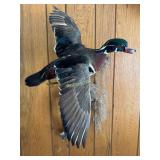Taxidermy Duck wall mount