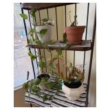 2- Philodendron Plants in Pots, 1- Leggy
