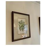 Pair of Botanical Chromolighographs