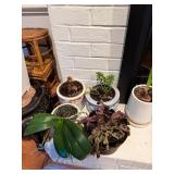 9- Houseplants, Pony Tail Palm, Phal Orchids,