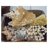 Lg. seashells, etc.