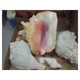 Seashells