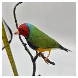 HAND CARVED GOULDIAN FINCH