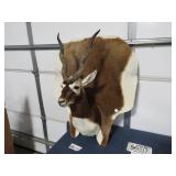 BLACKBUCK ANTELOPE TAXIDERMY SHOULDER MOUNT W/...