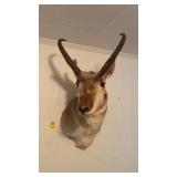 Antelope Taxidermy