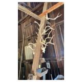 Deer Antlers, Pencil Sharpener, and More