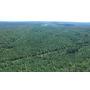  175  Acres of Timber Land Online Only Bidding