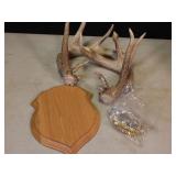 Deer Antlers Sheds
