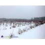 LASTBIDrealestate.com: Grand Junction, MI - 20 Acres of Blueberry Farm Land - 4/10/18