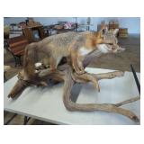 Mounted Gray Fox Taxidermy on Driftwood