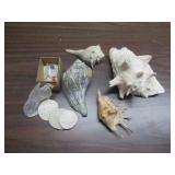 SEA SHELLS
