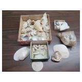 SEA SHELLS