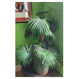 Large Silk Palm tree