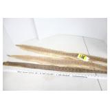 3 rattle snake skins