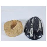 Orthoceras Silurian & Mosasaur Tooth