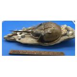 Driftwood Mounted Authentic Horseshoe Crab Shell