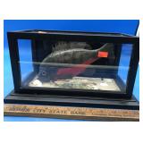 Taxidermy Red-Bellied Piranha in Black Showcase