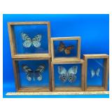 Lot of Framed Butterflies