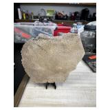 SLAB OF FOSSILIZED PALM TREE 373G