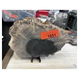 SLAB OF FOSSILIZED PALM TREE 309G