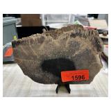 FOSSILIZED PALM SLAB 406G