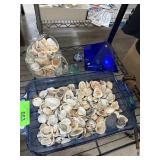 LOT OF SHELLS / PYRAMIDS ETC