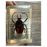 BEETLE TRAPPED IN LUCITE