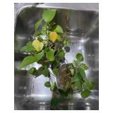 2 PC IVY PLANTS