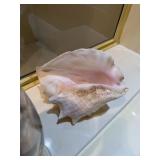 LOT OF SEASHELLS LARGE CONCH
