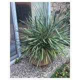 LARGE PLANT ADAMS NEEDLE I BELIEVE