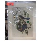 SET OF 5 PRINTS BIRDS AND MORE