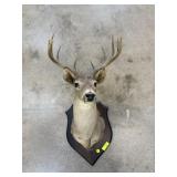 LARGE TAXIDERMIED WHITETAIL DEER MOUNT