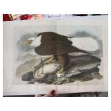 LOT OF MIXED BIRD ENGRAVINGS (FROM BOOK)