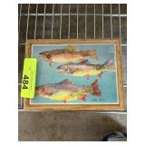 VTG CRANE CREEK RAINBOW TROUT LIDDED BOX