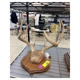 WALL MOUNT WHITETAIL DEER ANTLERS WALL MOUNT WHITETAIL DEER ANTLERS