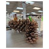 2PC PINE CONES 1 IS VERY LARGE COULTER MAYBE?