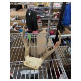 WHITETAIL DEER ANTLERS