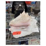 LARGE CONCH SHELL LARGE CONCH SHELL