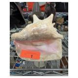 LARGE CONCH SHELL LARGE CONCH SHELL