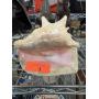 LARGE CONCH SHELL