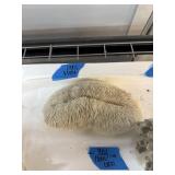 LARGE LIONS MANE CORAL LARGE LIONS MANE CORAL