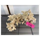 LARGE CORAL SECTION LARGE CORAL SECTION